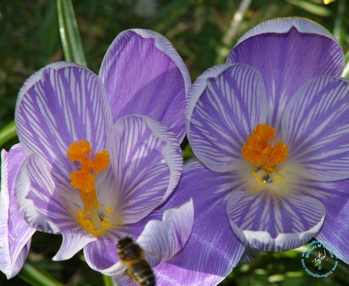 Crocus 8P076D-20.JPG